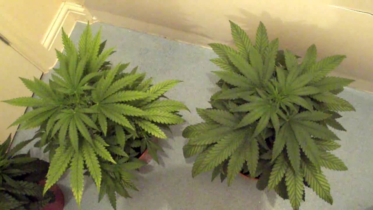 cannabis home grow week 4 update