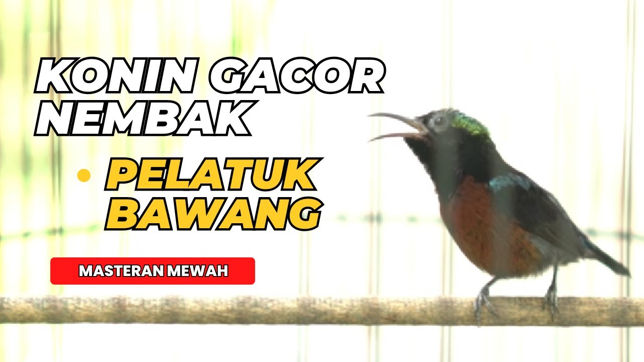 suara burung kolibri ninja gacor materi full pelatuk bawang