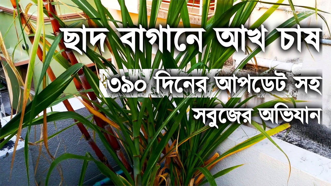 ছাদ বাগানে আখ এর চাষ - সম্পূর্ণ জৈব পদ্ধতিতে | সবুজের অভিযান  | Grow Sugarcane at Rooftop Garden