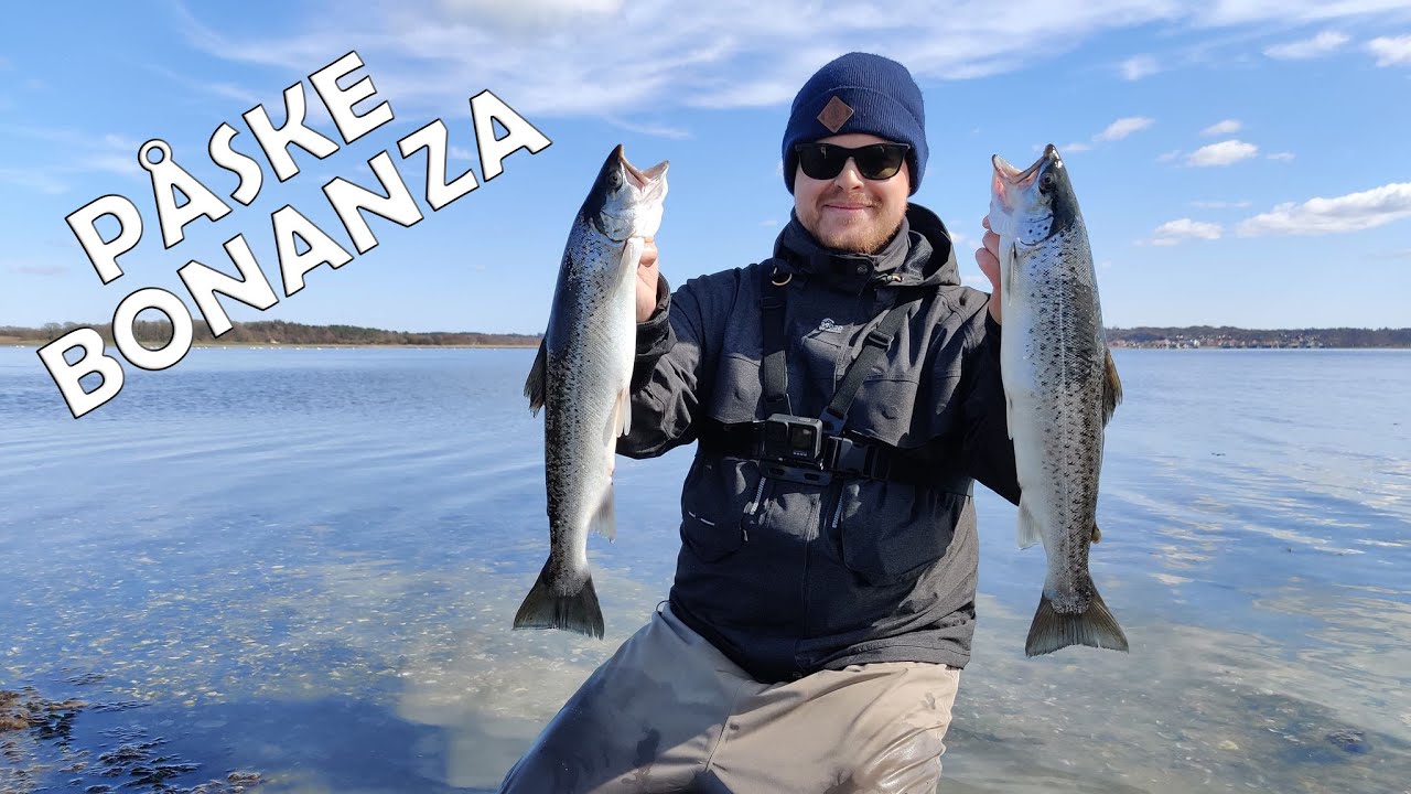 Havørred bonanza i Mariager Fjord - Havnø & Ørnedalsbugten