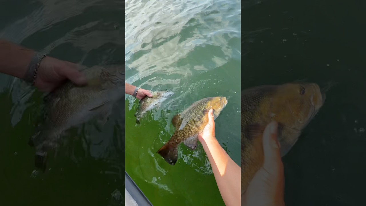 Ловля окуня – это так весело! 