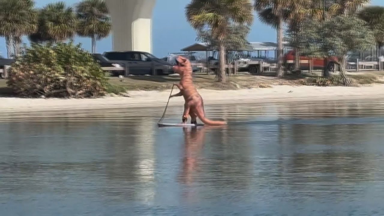 Person paddleboarding in T-Rex costume spotted in Florida