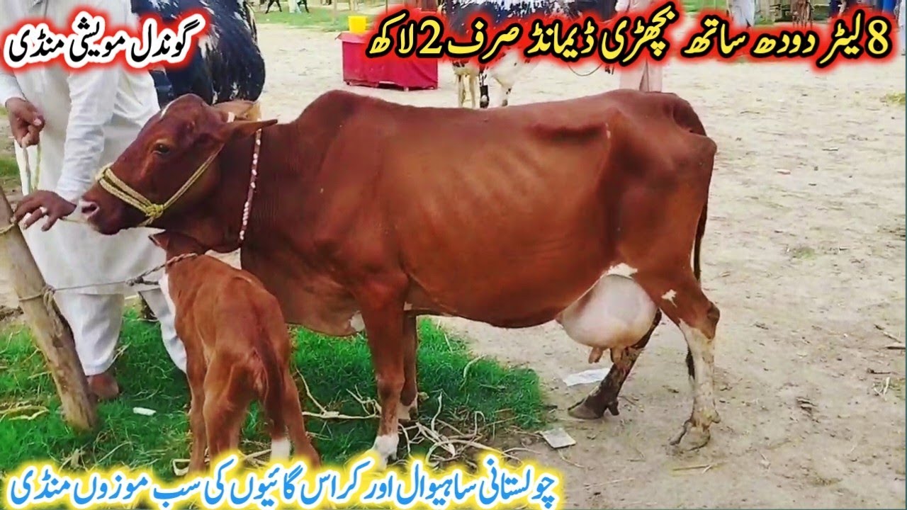 Gondal Mandi latest update 6Aug 2025!Sahiwal Cross Cow for sale!Cholistani cow in Pakistan!#cow