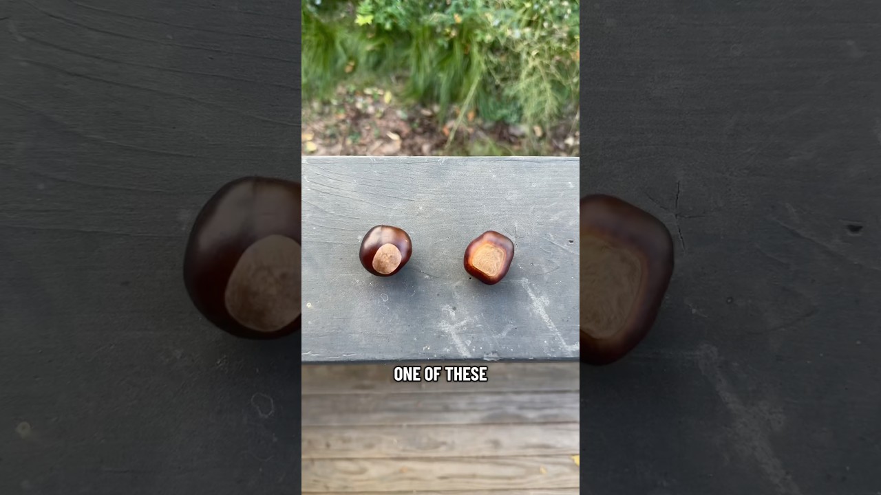 ЯД или ЗАКУСКА? Издание Big Brown Nut!