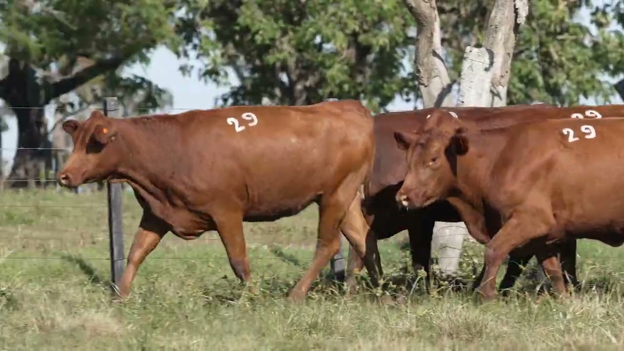 LOTE 29   COMERCIAL   VAQUILHONAS PRENHE