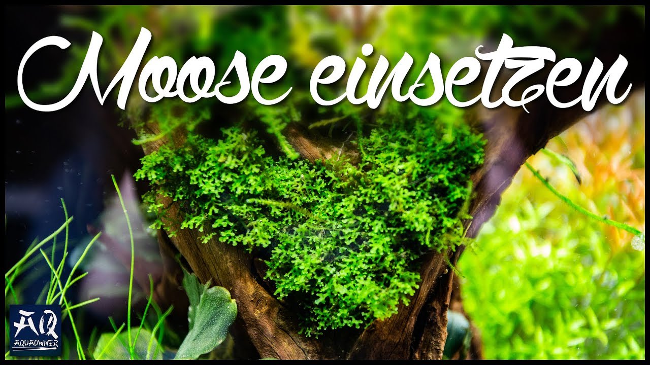 Moose einpflanzen auf 4 Arten | AquaOwner