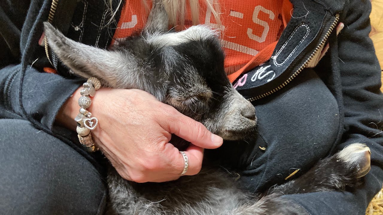 PEACEFUL PLAYTIME. My Happy Place. #babygoats 
