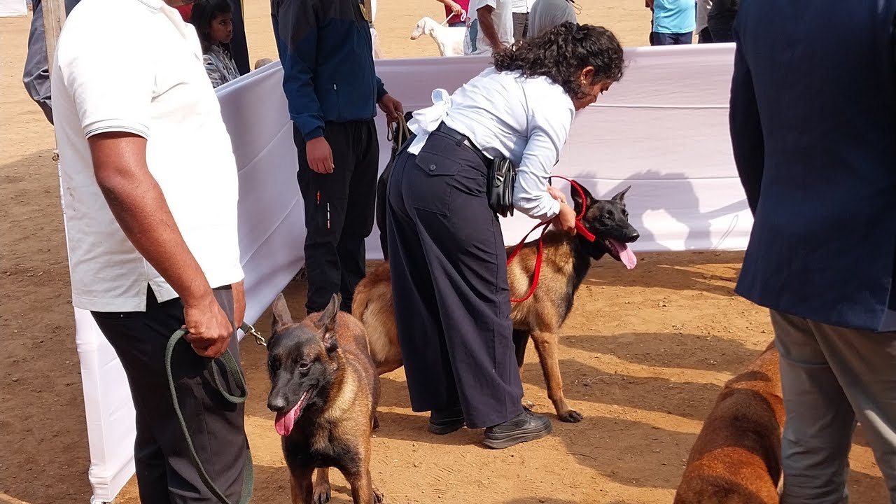 Bombay Presidency Kennel Club Dog Show:- Judging of Belgian Malinois breed.