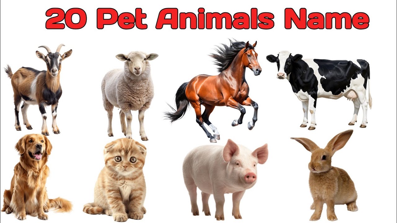 Pet Animals Name | Domestic Animals Name in hindi and english | पालतू जानवर के नाम | #petanimals