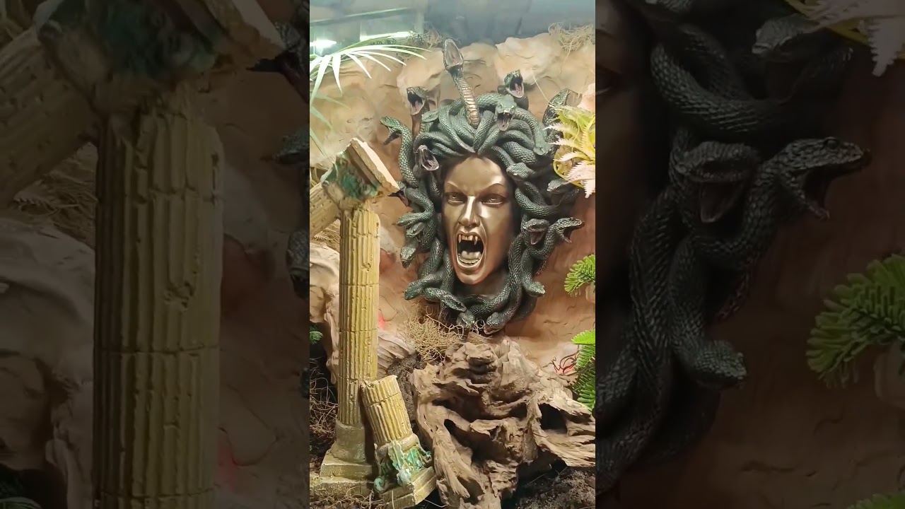 Czy spojrzysz w jej oczy...?😎 #terrarium #pythonregius #greece #medusa #mitologia