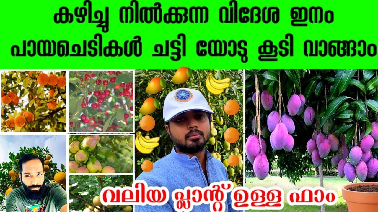 Mangostein മുതൽ കായ്ച്ച് നിൽക്കുന്ന  Exotic പഴചെടികൾ ചട്ടിയോട് കൂടെ വാങ്ങാം | Green Kerala Agri Farm