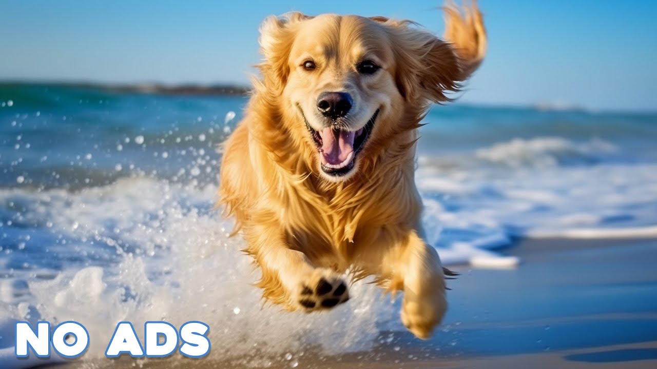 12 Hours Anti Anxiety Music for Dogs 🐶 Stress Relief Music For Dogs ♬ Calming Music For Dogs