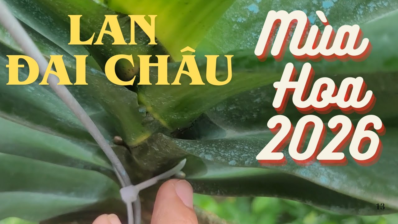 Hoa Lan Đai Ch&acirc;u V&agrave;o M&ugrave;a- Rhynchostylis gigantea in season