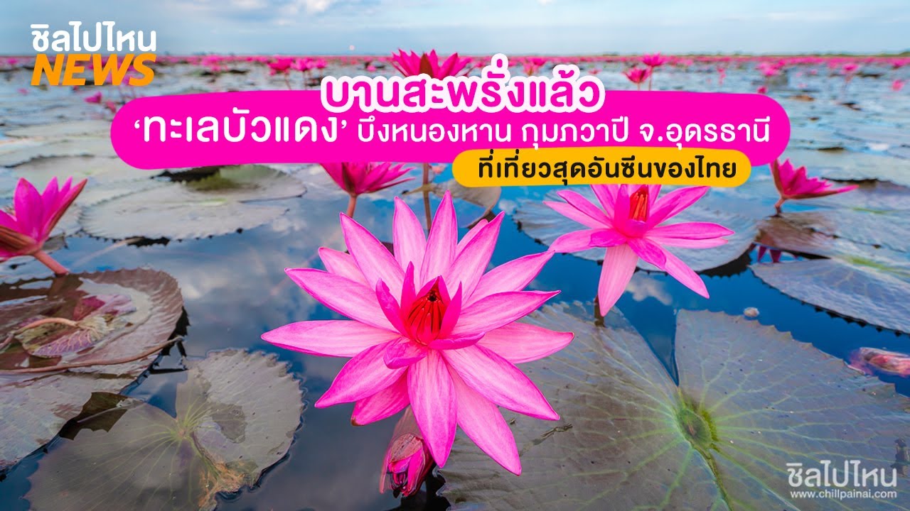 ข่าวสั้นทันเที่ยว :  บานสะพรั่งแล้ว ‘ทะเลบัวแดง’ บึงหนองหาน กุมภวาปี จ.อุดรธานี
