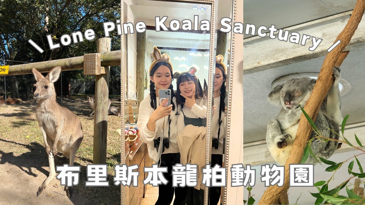 澳洲旅遊🇦🇺｜來澳洲就是要抱無尾熊！龍柏動物園一日遊 Lone Pine Koala Sanctuary 🐨
