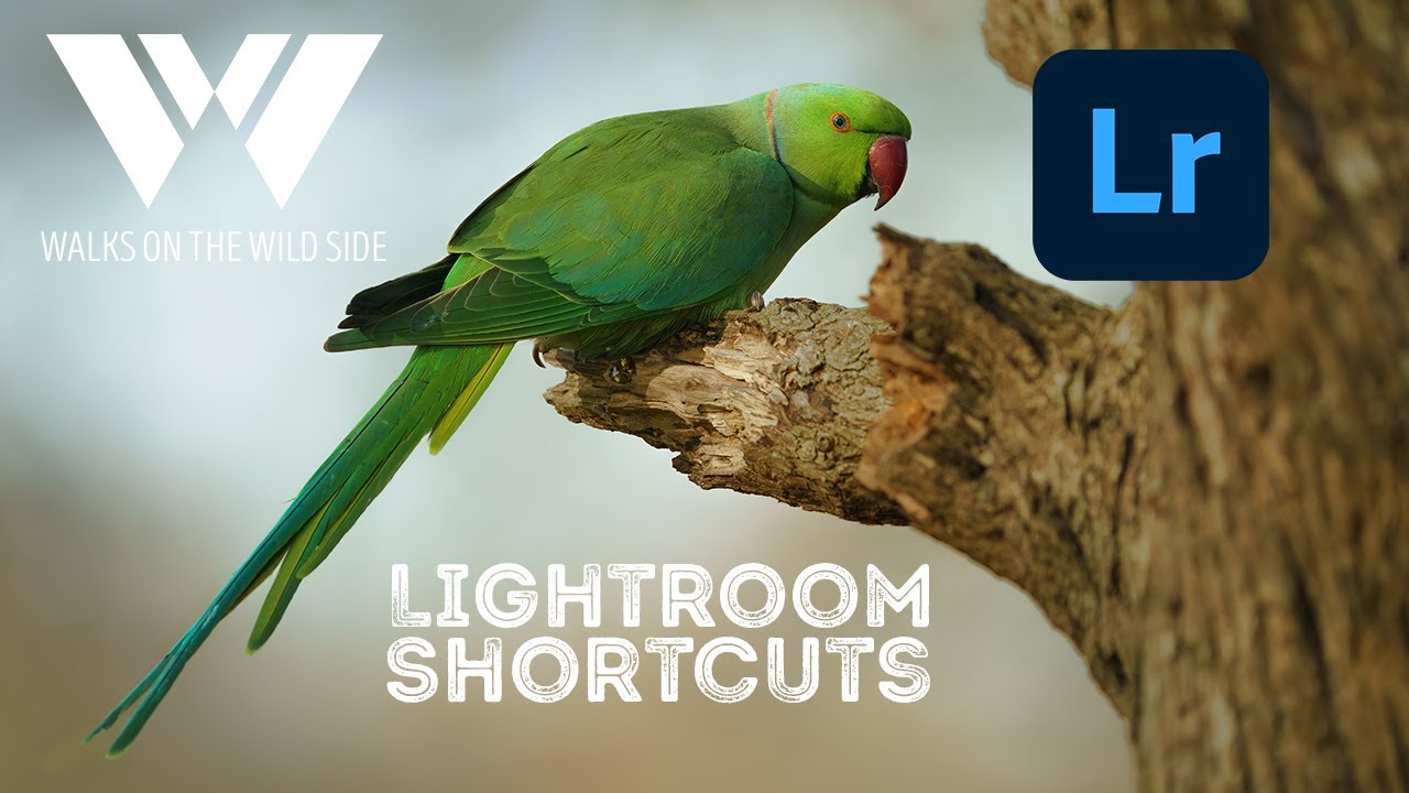 Станьте профессионалом Lightroom с помощью этих горячих клавиш, которые вам нужно знать