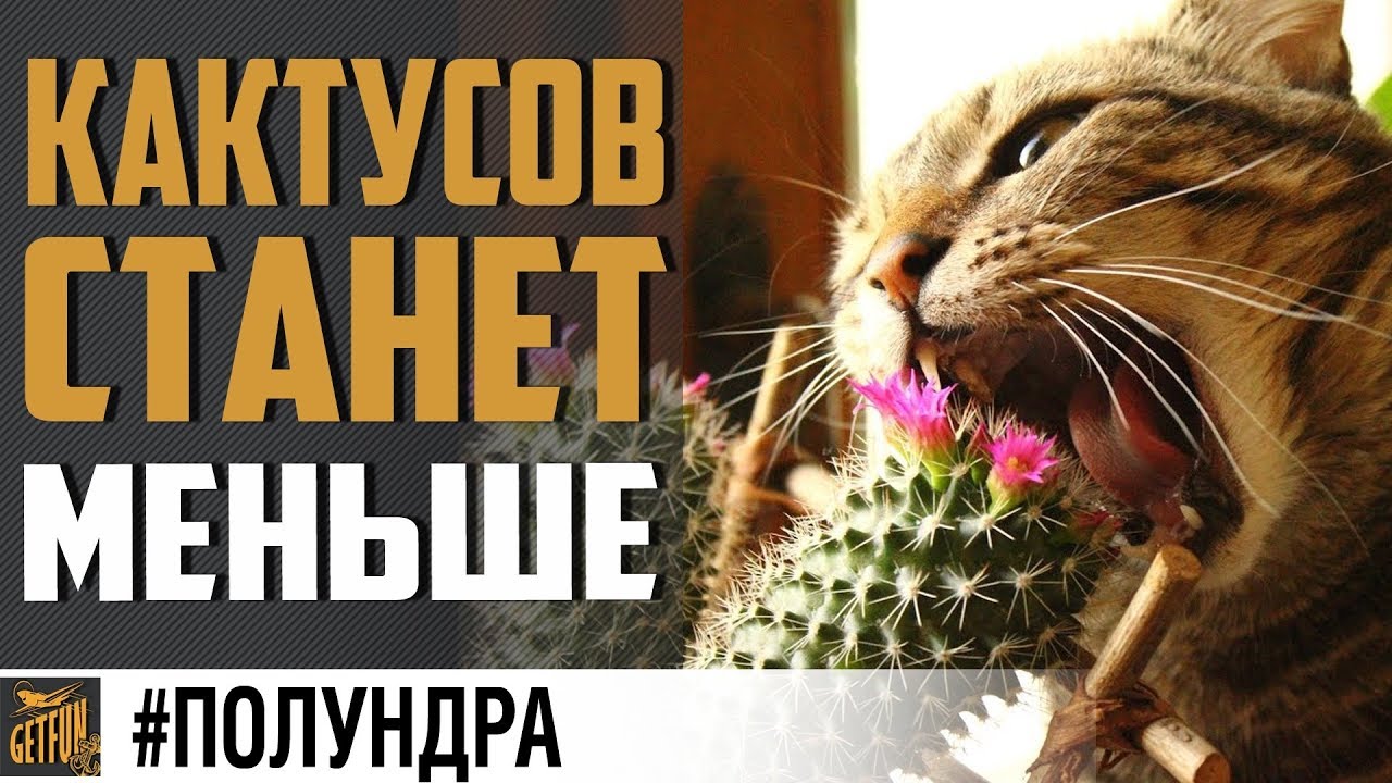 ЧИТЫ И КАКТУСЫ ПОД УДАРОМ #полундра ✌ World of Warships