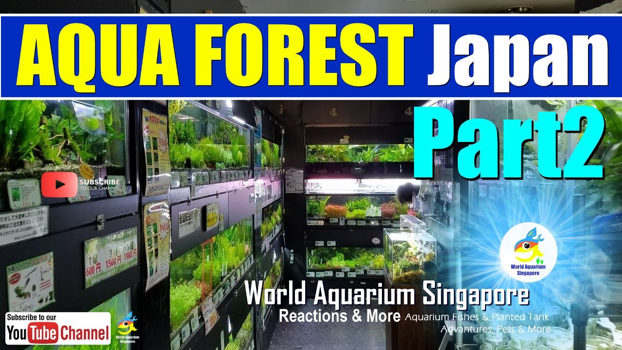 Best Aquascape Tanks Aqua Forest Japan Aquarium Shop Tour ADA Aquascape Distributor Part2
