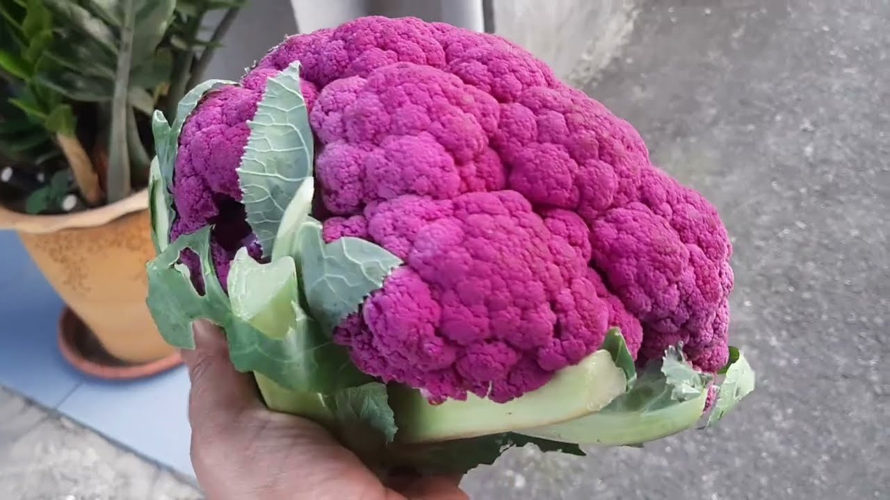 #amazingcrop #taiwancrops #cauliflower