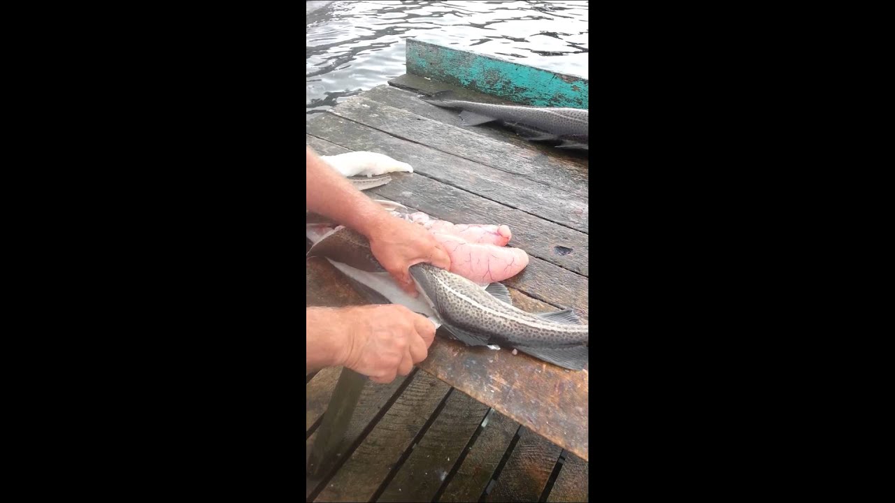 How to fillet a cod fish - WITH NO BONES