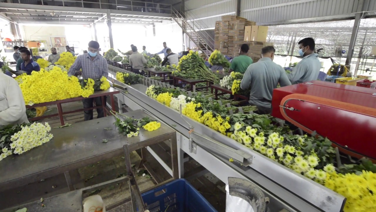 Flower processing machines