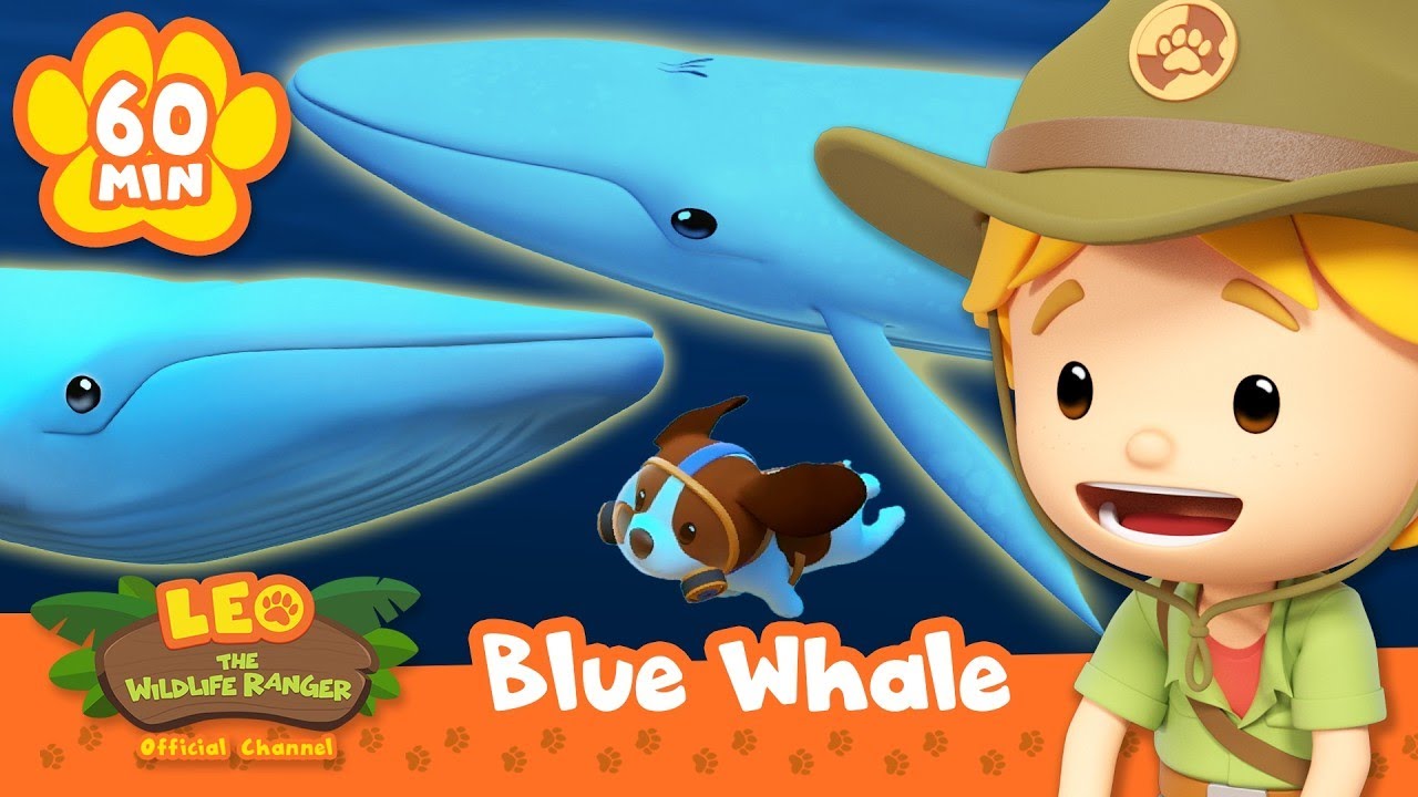 LEO MEETS THE LARGEST CREATURE IN THE OCEAN! | Leo the Wildlife Ranger | Animal Cartoons for Kids