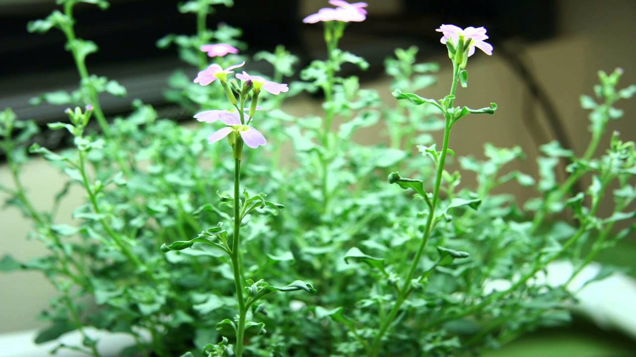 20140922 Hydroponic Kratky flower bloom timelapse