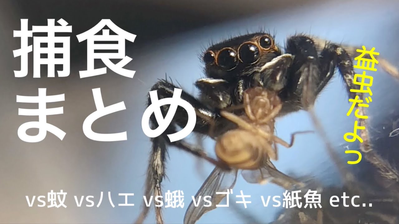 ハエトリグモの捕食シーンまとめ集！　Jumping spider predation scene summary collection!