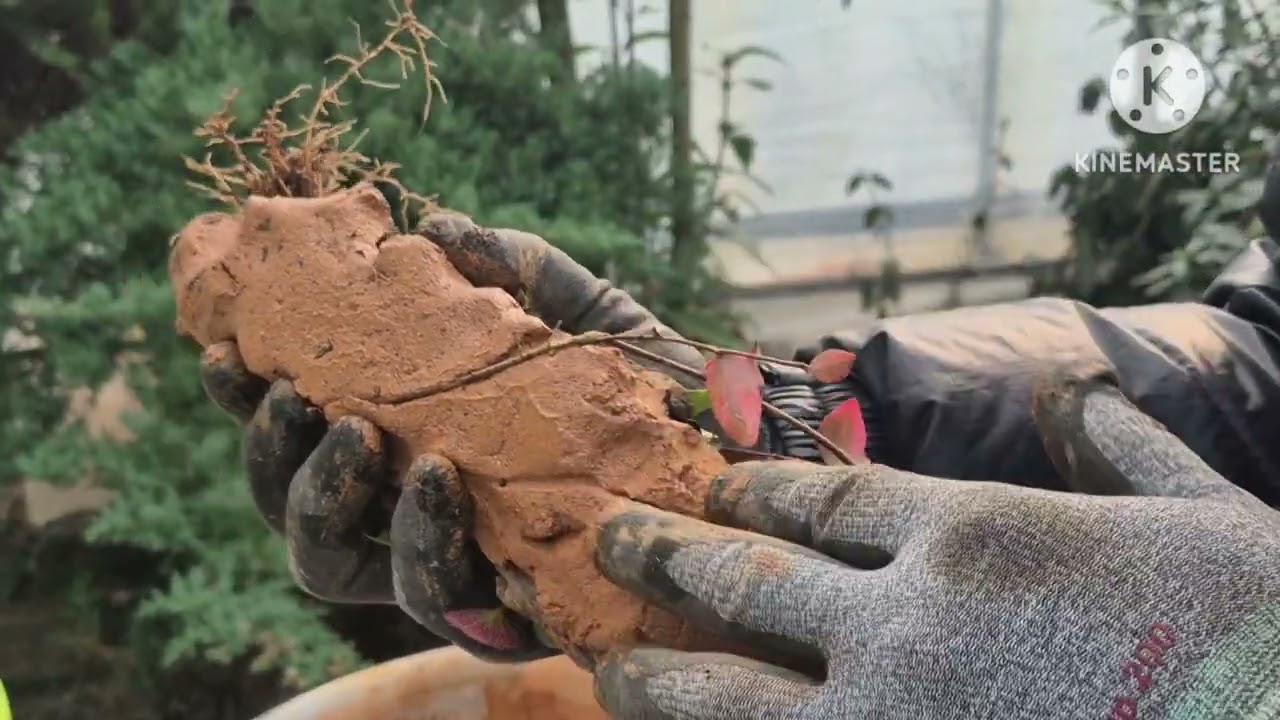 고품격 테라리움 만들기 #테라리움 #실내정원 #식물인테리어