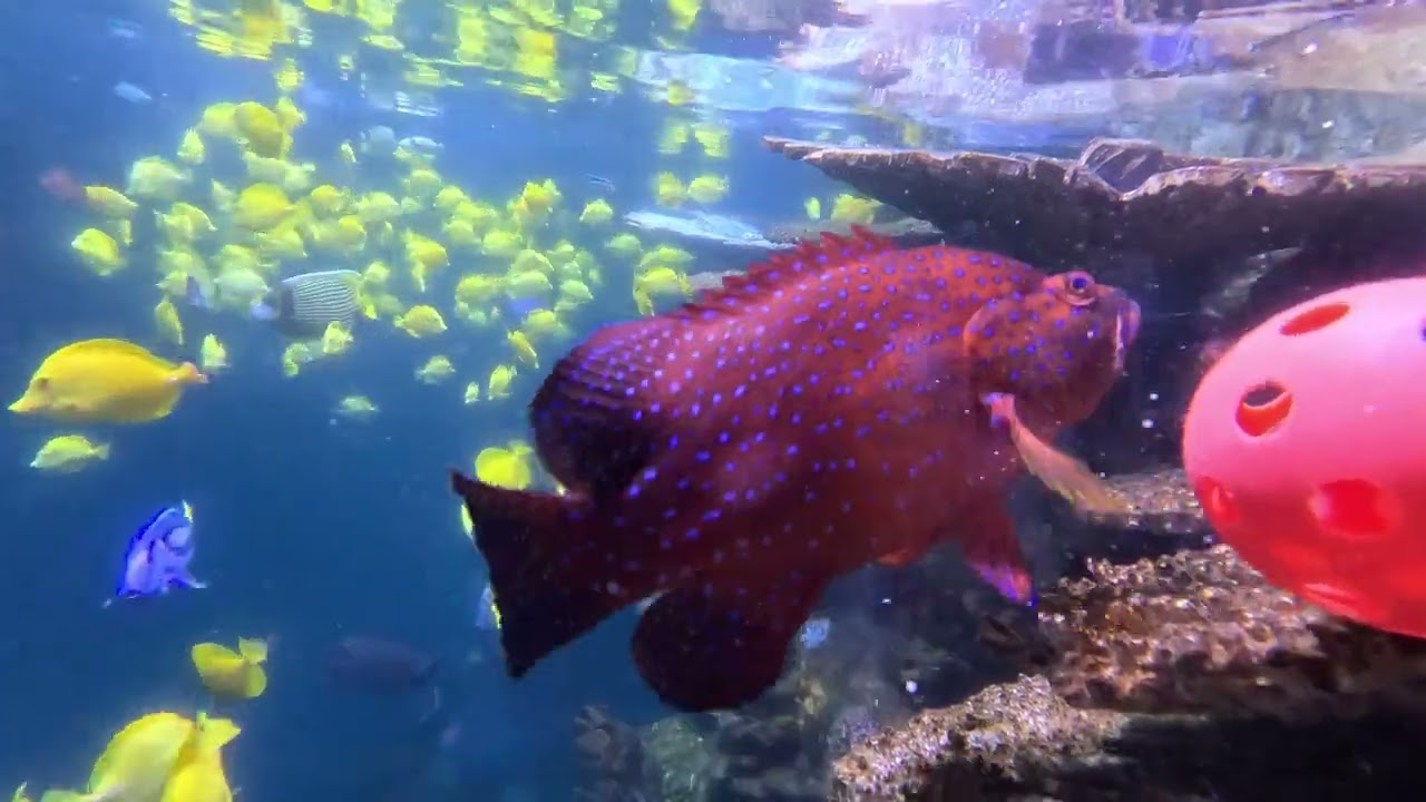Can you train a coral grouper?