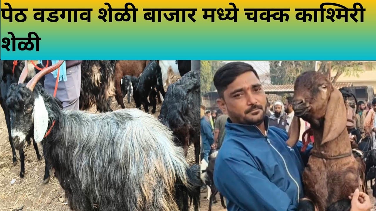पेठ वडगाव शेळी बाजार 