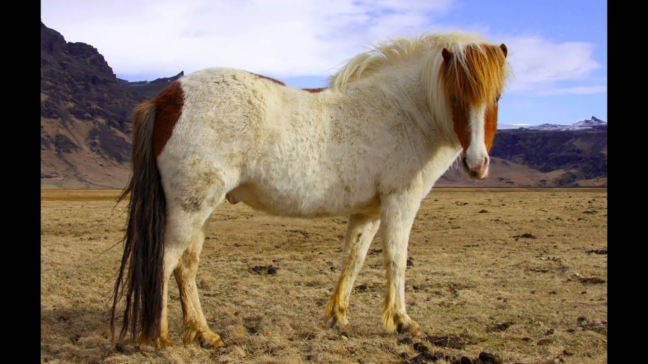 El caballo island&eacute;s