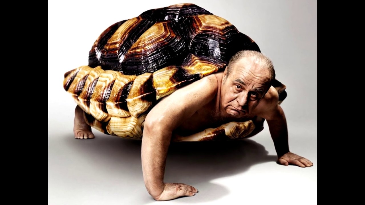 Turtle vs. Motorcycle Jacket: A Tale of Gear