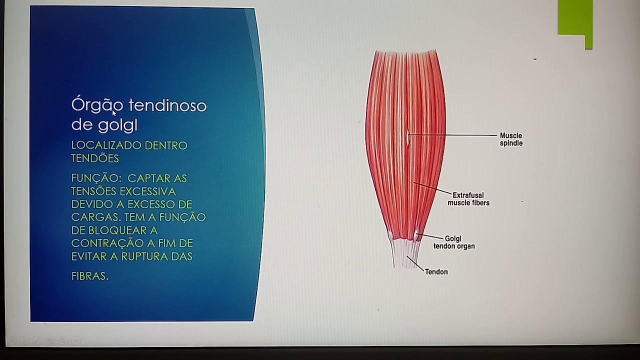 Fuso muscular e Órgão tendinoso de golgi
