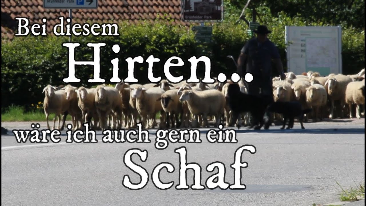 Bei diesem Hirten wäre ich auch gern ein Schaf!