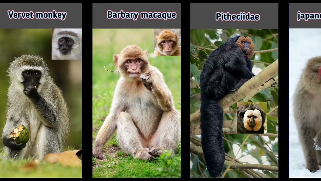 [(MONKEY 👈 SPECIES IN WORLD](दुनिया में बंदरों की प्रजातियाँ) duniya mein bandaron kee prajaatiyaan