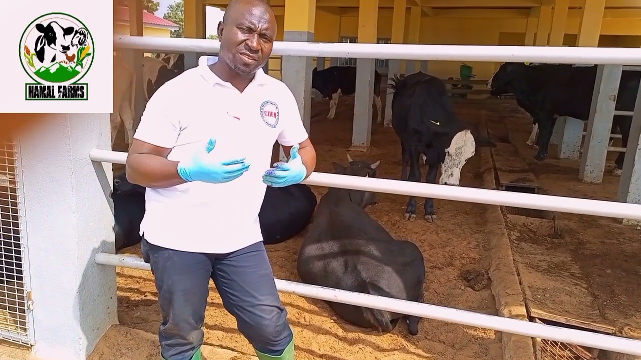 Les difficultés de mise en place d'une ferme laitière en Afrique