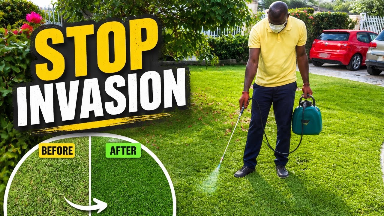 How to Remove Bermuda Grass from Zoysia Lawn | Fusilade II & Recognition Herbicide Tutorial