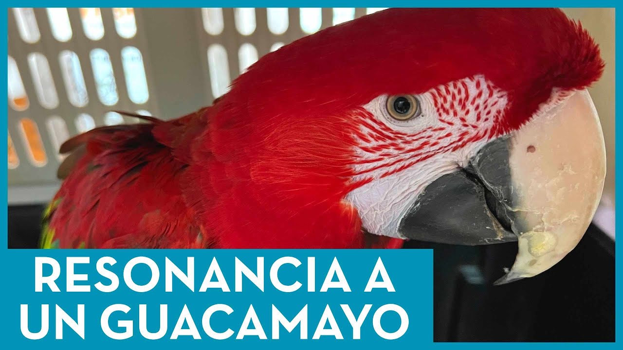 Hacemos una resonancia a un Guacamayo 🦜 - HOSPITAL VETERINARIO PRIVET