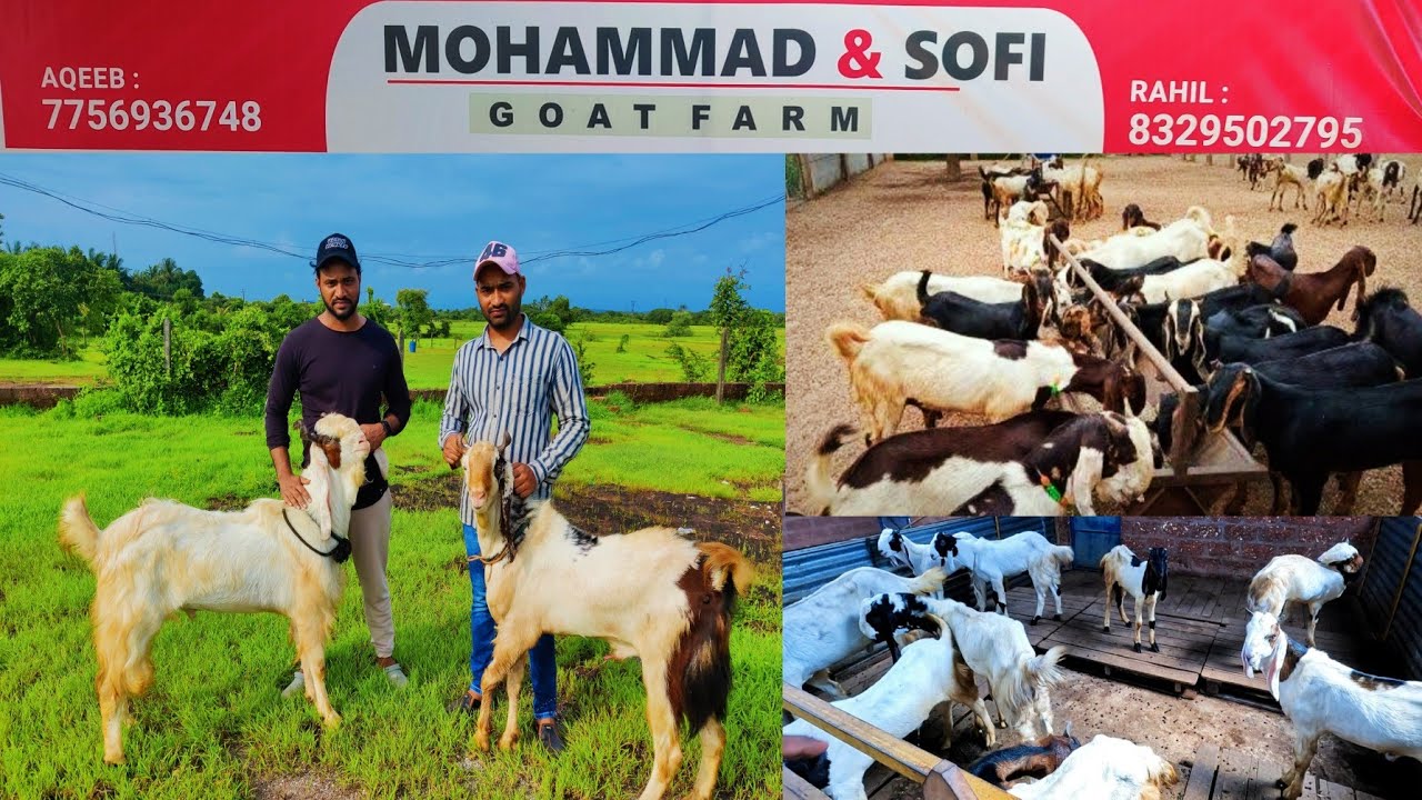 कोटा जातीच्या बकऱ्यांचे रत्नागिरीतील गोटफार्म | Mohmmad Sofi Goatfarm Ratnagiri | कोकणातील शेळीपालन
