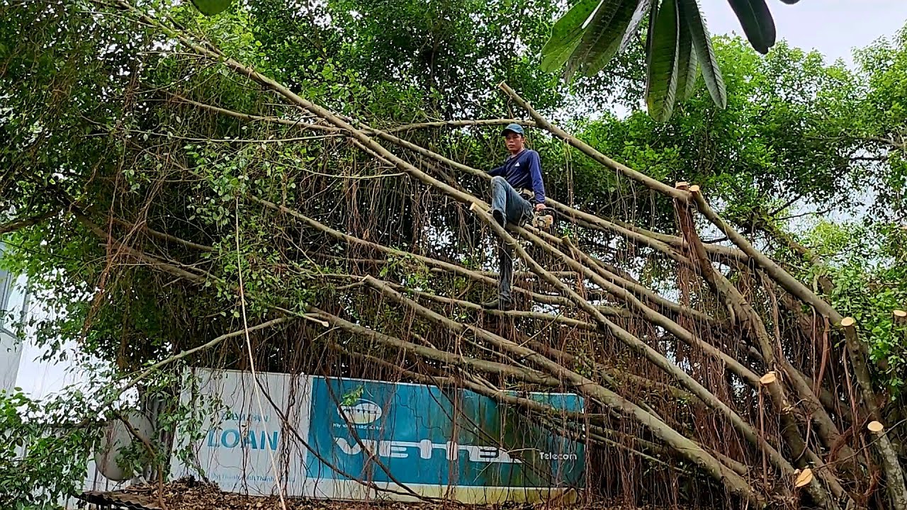 Cưa cây Xanh siêu khủng, siêu khó / Sawing green trees is super awesome, super difficult | P2 | T714