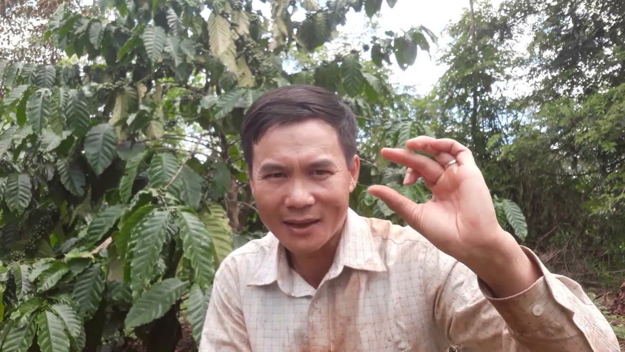 Cà phê đa thân (phần 2): Hiểu và chọn giống cà để trồng đa thân cho các vùng khác nhau.