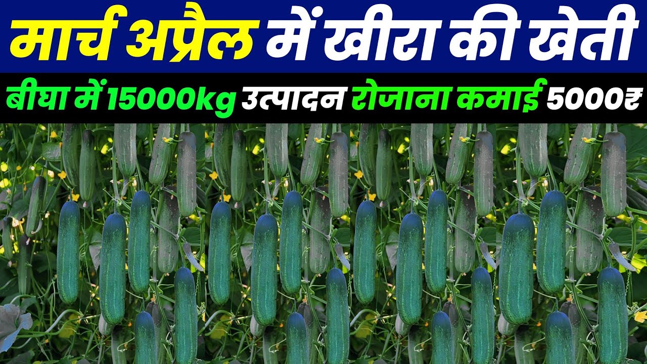 March April May me kheera ki kheti | Advance Agriculture 2024