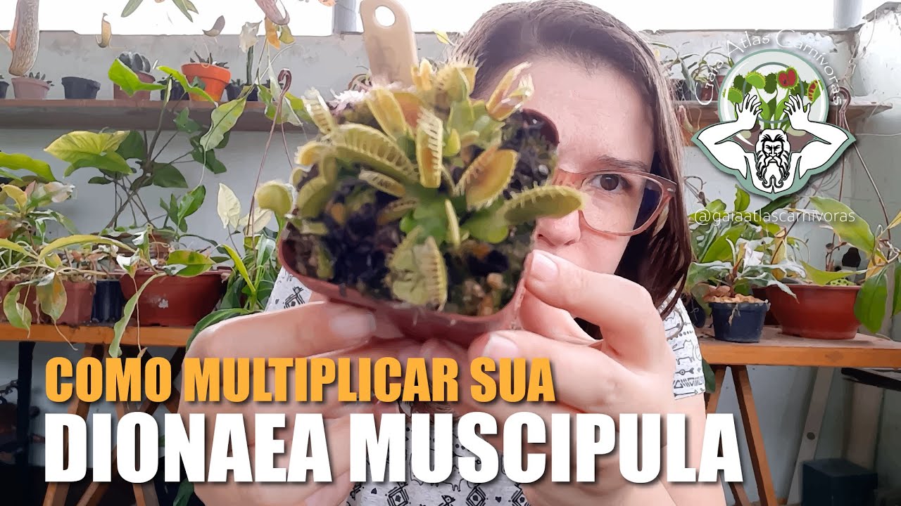DIONAEA MUSCIPULA | PLANTA CARNVÍVORA | PROPAGAÇÃO