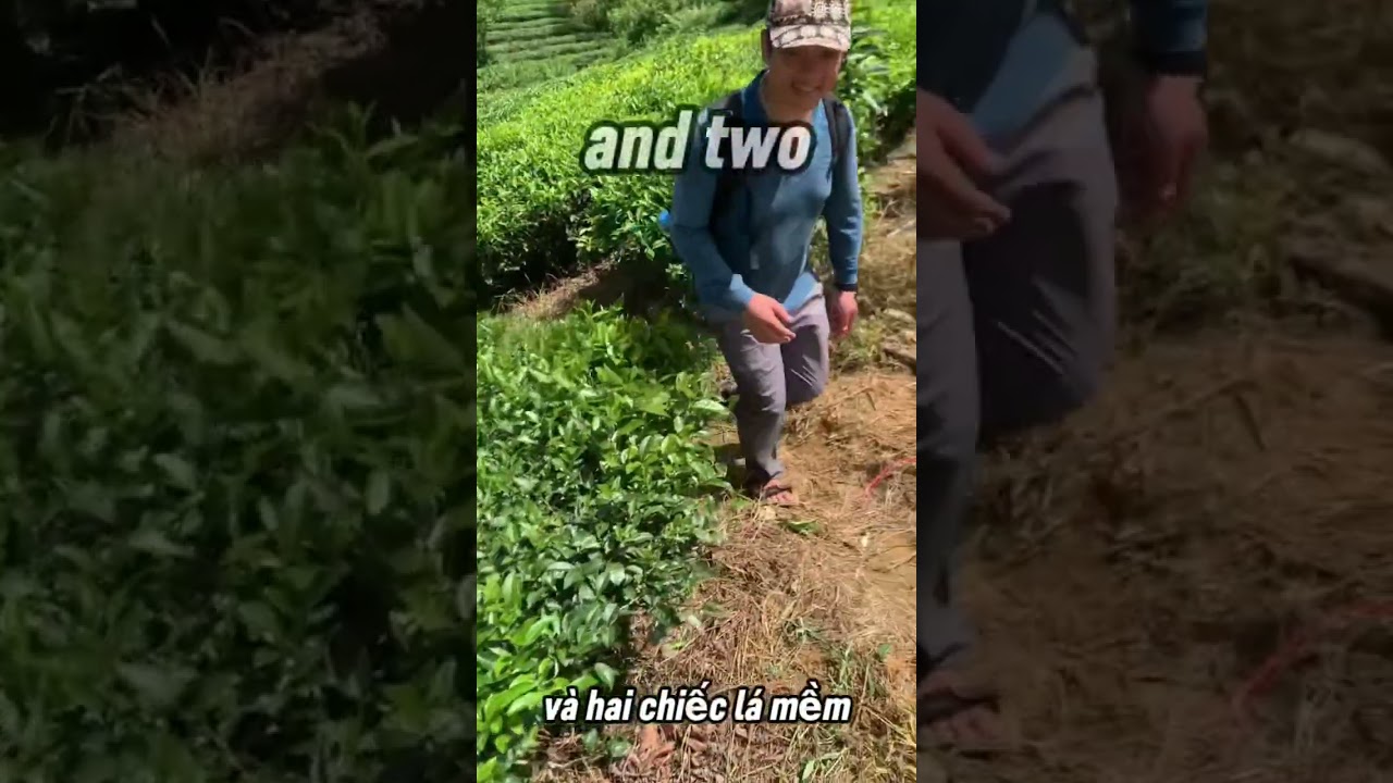 #VietnamTea #ShanTuyet #LotusTea #VietnamCulture #TravelVietnam #TasteVietnam #HiddenVietnam #Tea