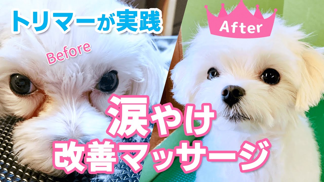 【涙やけ改善マッサージ】トリマーが実践！愛犬マルチーズの涙やけが綺麗になった「涙やけの原因と改善方法」