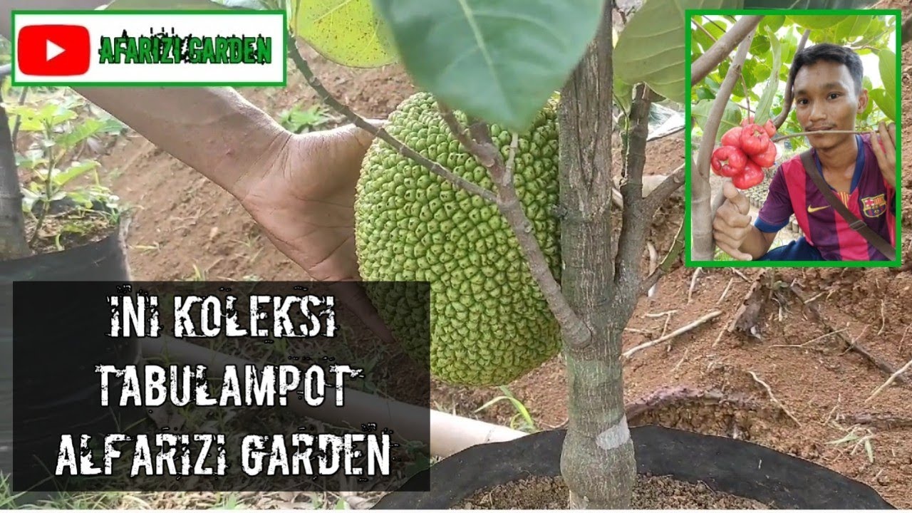 Koleksi Tabulampot Di Alfarizi Garden