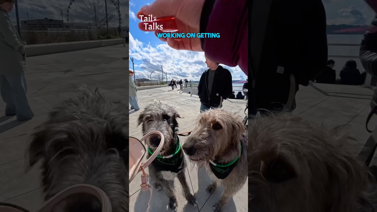 We met two incredible Irish Wolfhounds in Seattle! #wolfhound #dog