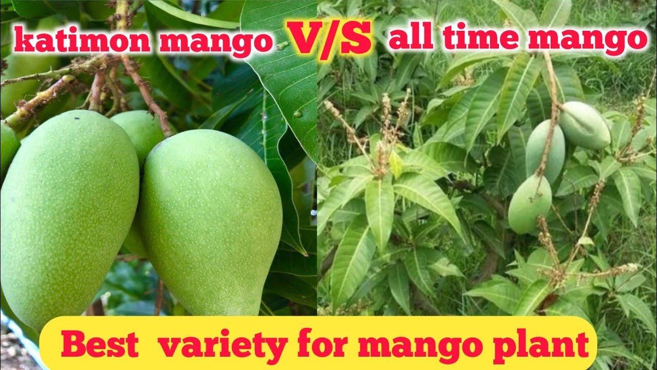 katimon mango V/S all time mango plant ki pahchan kaisa kar #gardening #garden
