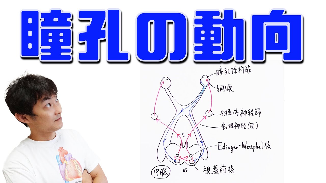 対光反射の仕組み：瞳孔(Part.1)